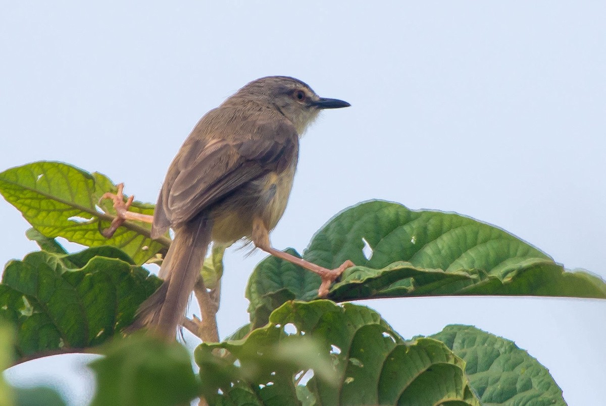 Carruthers's Cisticola - Michael Hooper