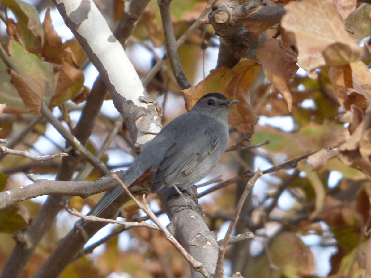 Gray Catbird - ML122000411