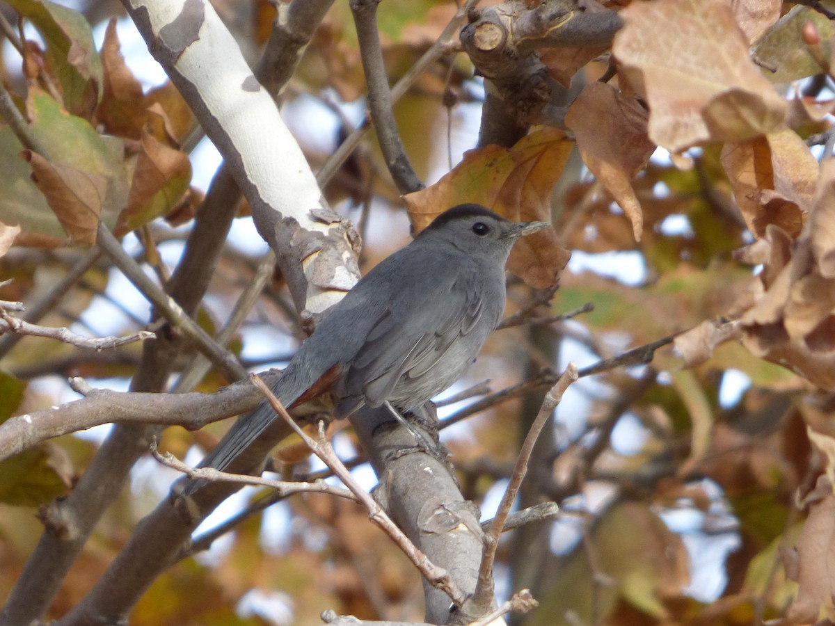 Gray Catbird - ML122000431