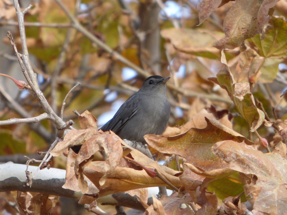 kattespottefugl - ML122000461