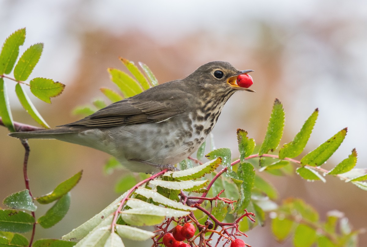 Swainson's Thrush - ML122000471