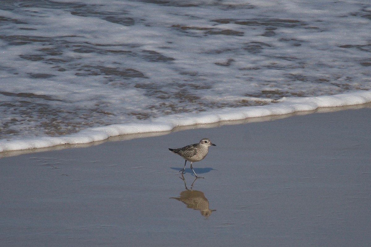 Black-bellied Plover - ML122001831