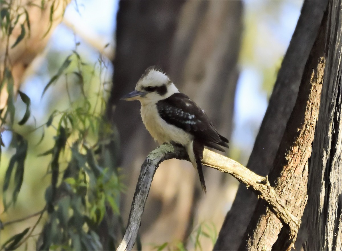 Laughing Kookaburra - Ken Crawley