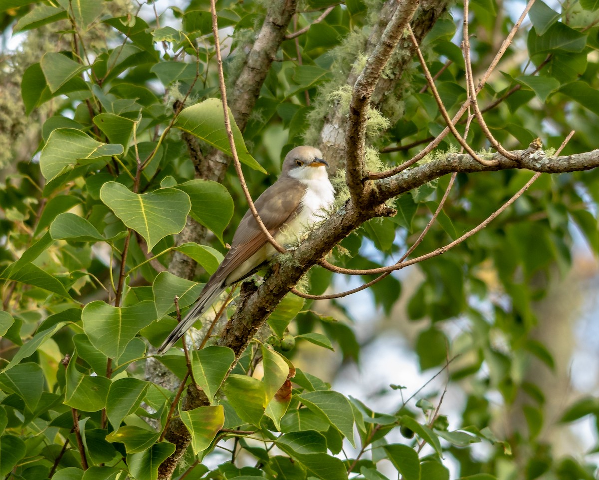 Yellow-billed Cuckoo - ML122005521