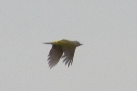 Gray-headed Woodpecker - ML122005781