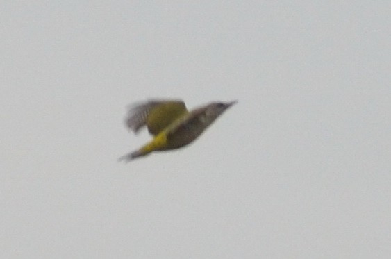 Gray-headed Woodpecker - ML122005791