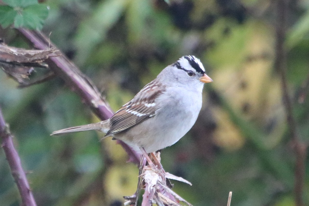 White-crowned Sparrow (Gambel's) - ML122005901