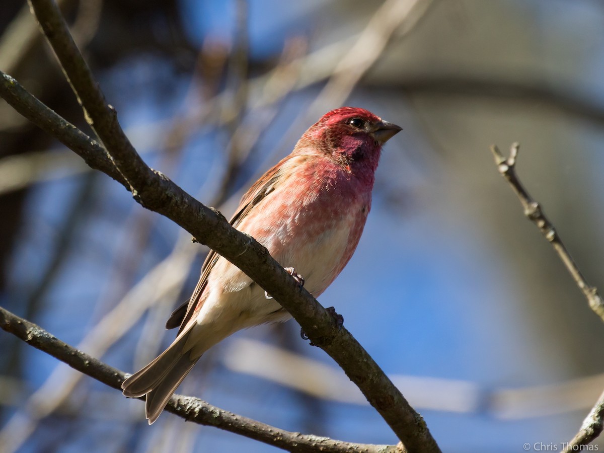 Purple Finch - ML122006741