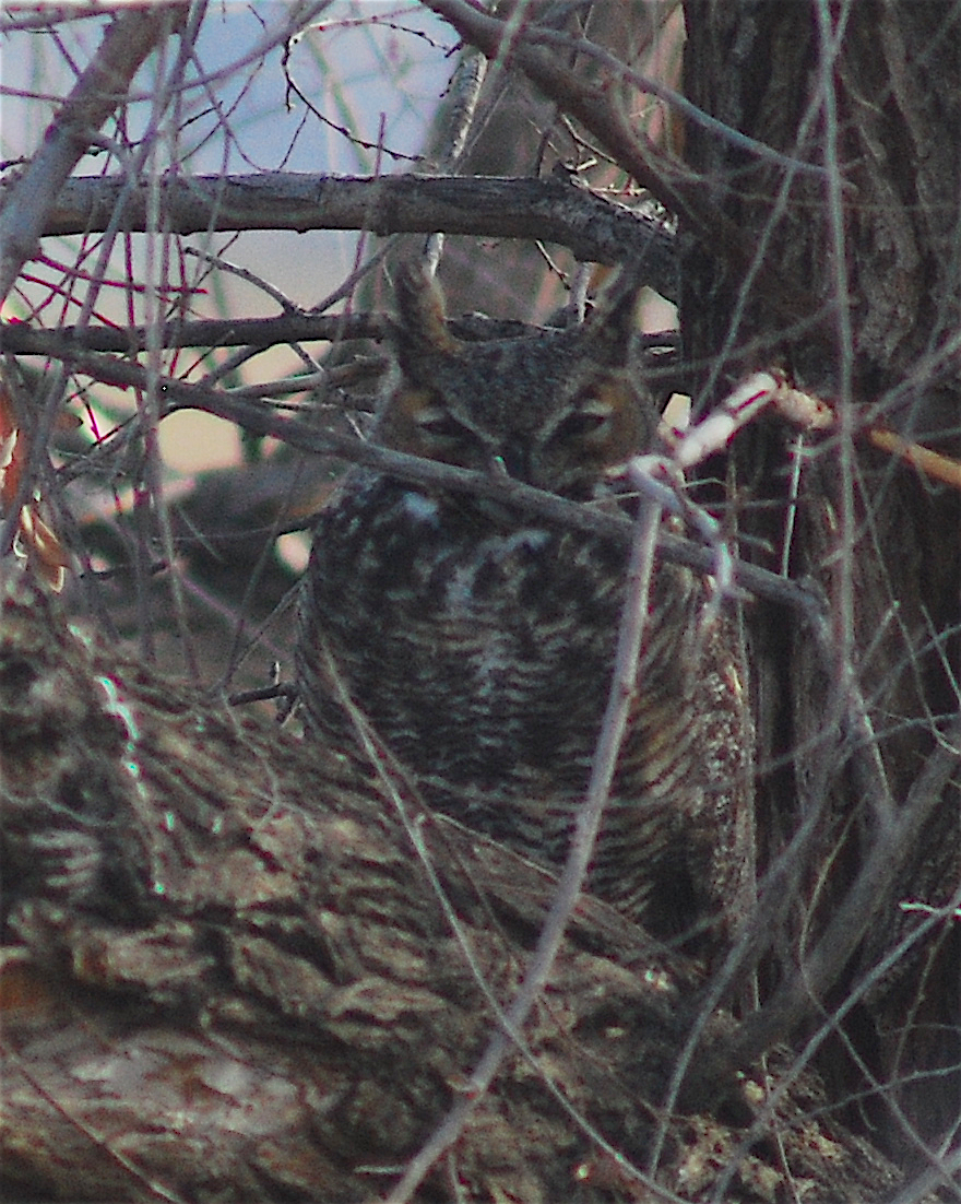 Great Horned Owl - ML122007291