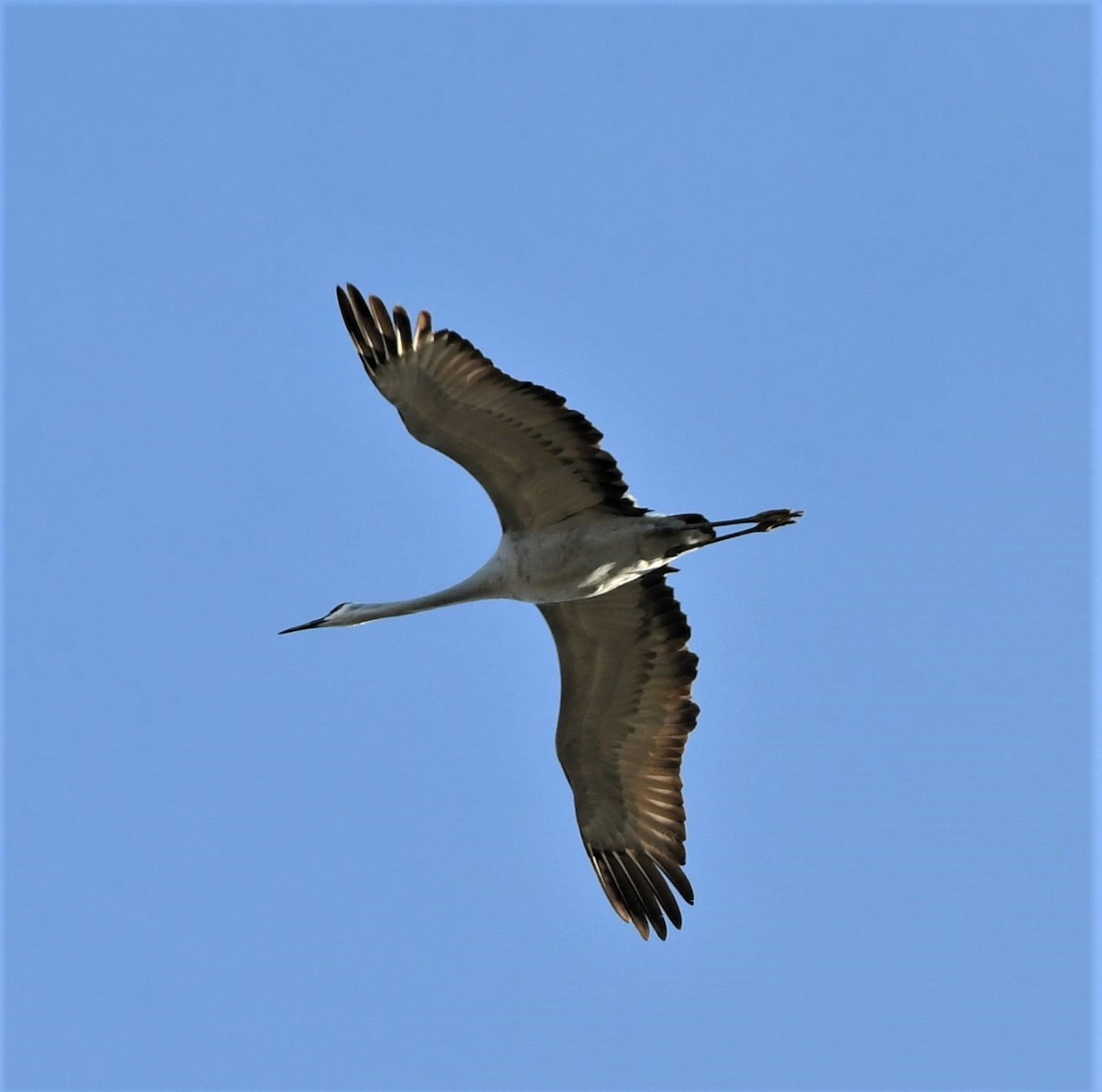 Sandhill Crane - ML122009201