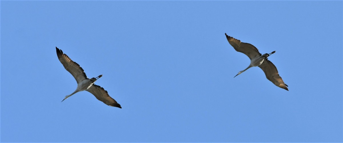 Sandhill Crane - David Beaudette