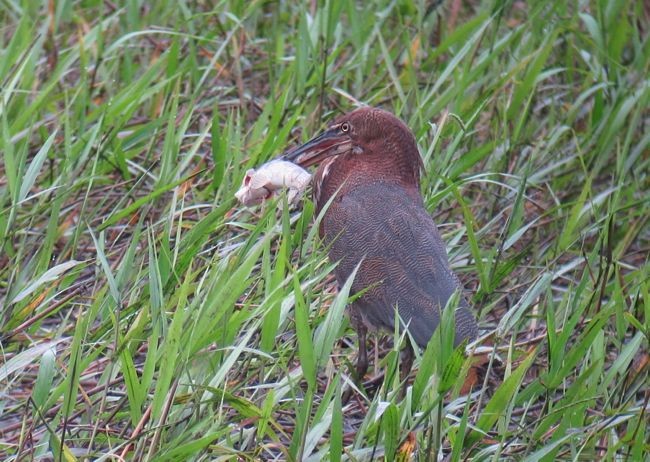 Rufescent Tiger-Heron - ML122011731