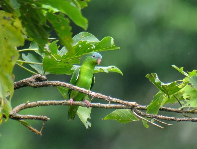 Amazonian Parrotlet - ML122012301