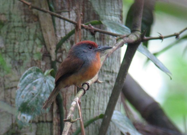 Rufous-capped Nunlet - ML122012981