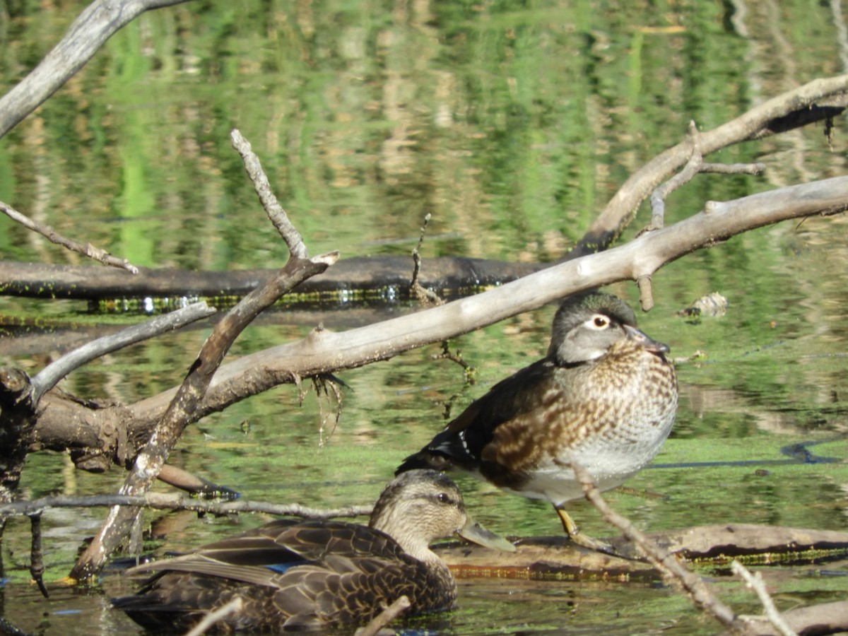 Wood Duck - ML122013741