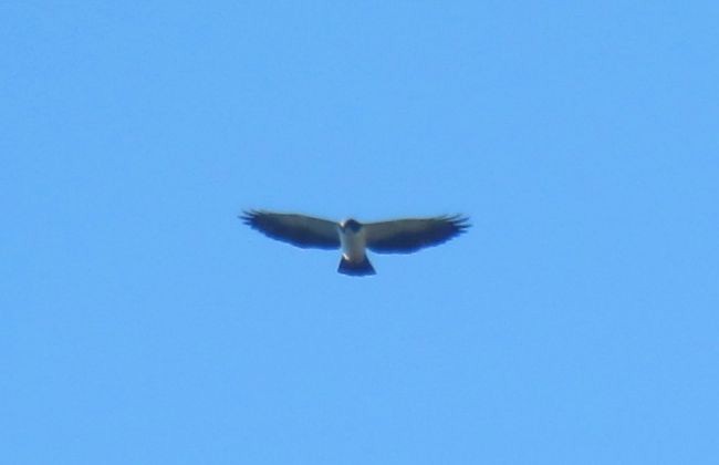 Short-tailed Hawk - ML122014581