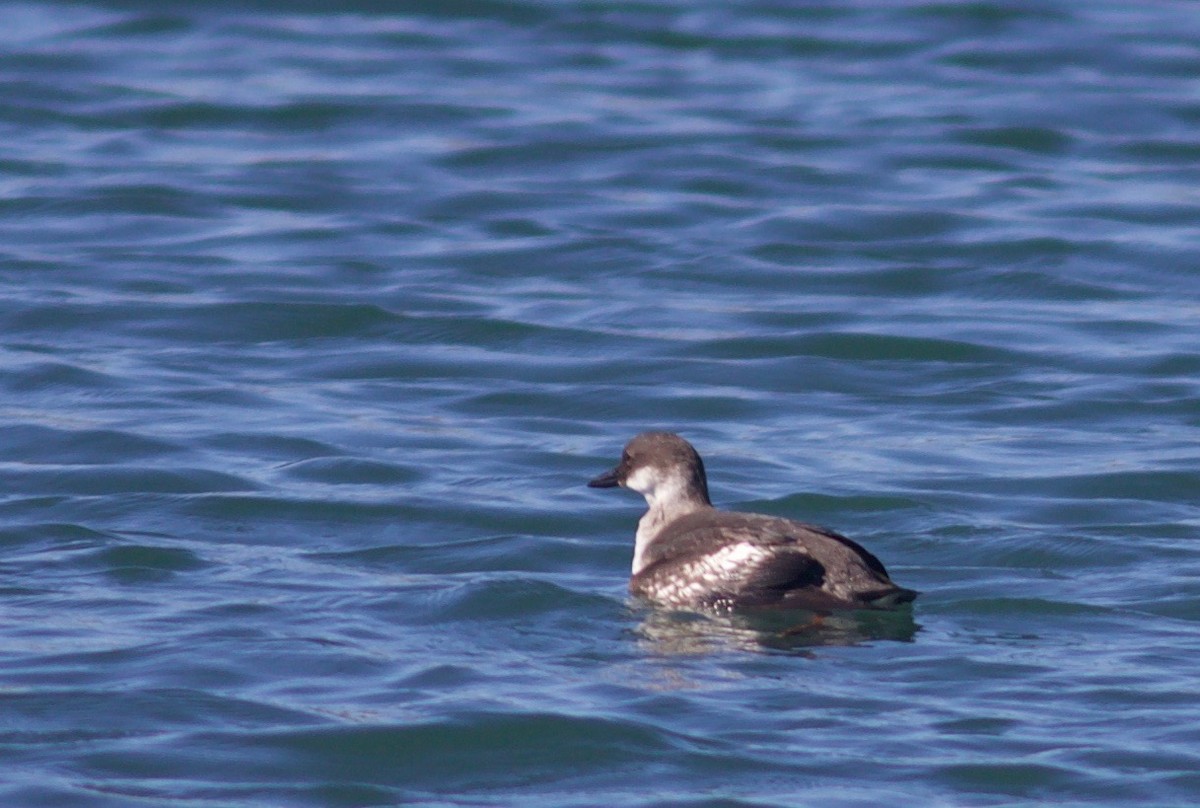 Pigeon Guillemot - benny albro