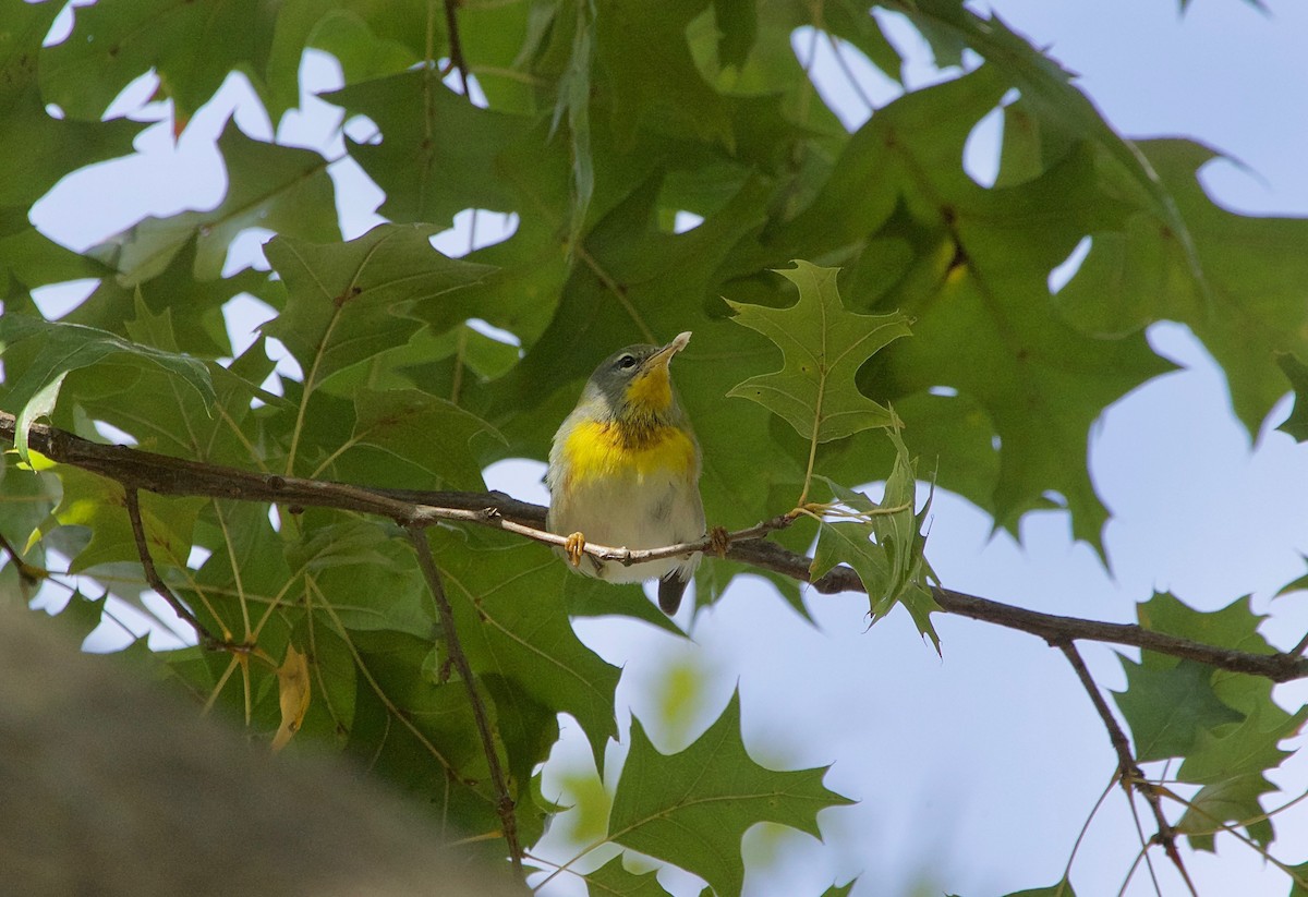 Northern Parula - ML122015221