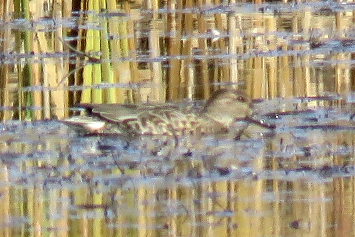 Green-winged Teal - Matt Kelly