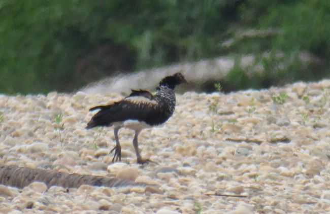 Horned Screamer - Andre Moncrieff