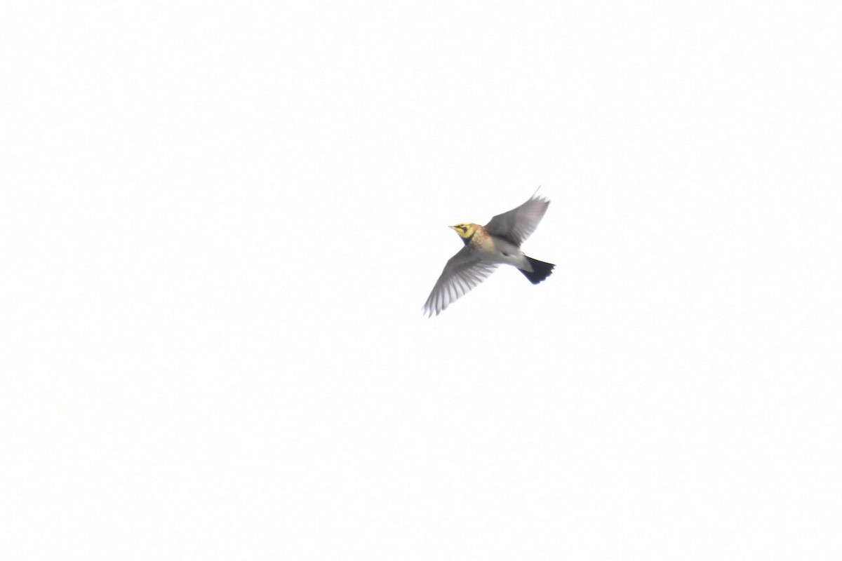 Horned Lark - Kathy Marche