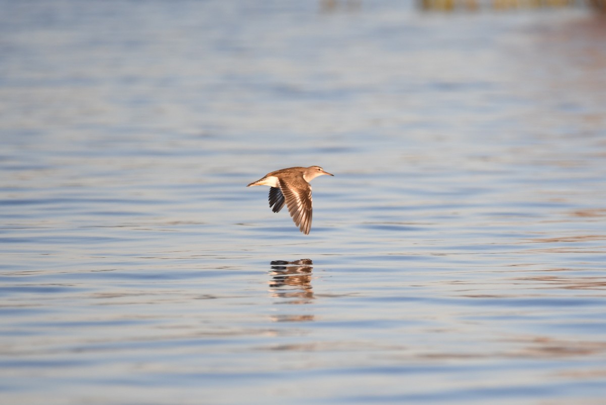 Spotted Sandpiper - ML122019631