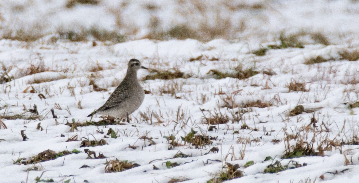 American Golden-Plover - Gilles Allard