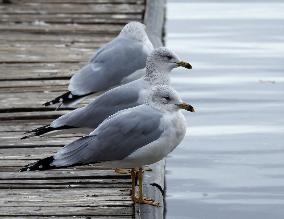 Ring-billed Gull - dave haupt