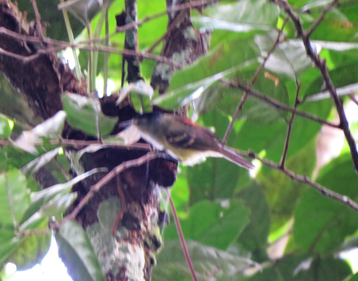 Rufous-rumped Antwren - ML122021371