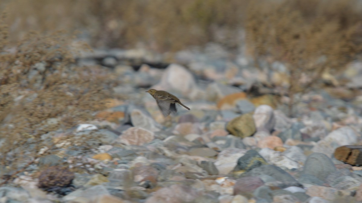 American Pipit - ML122021801