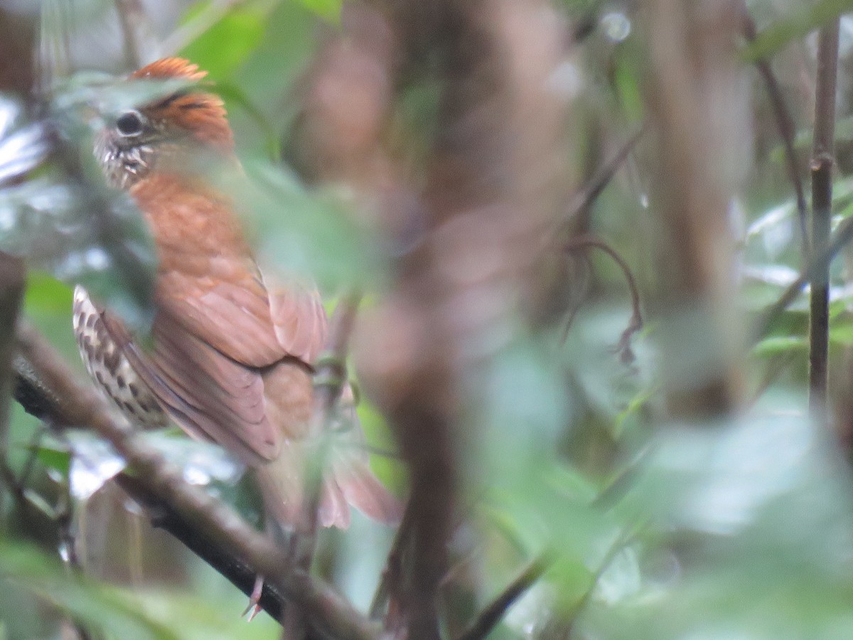 Wood Thrush - ML122021851
