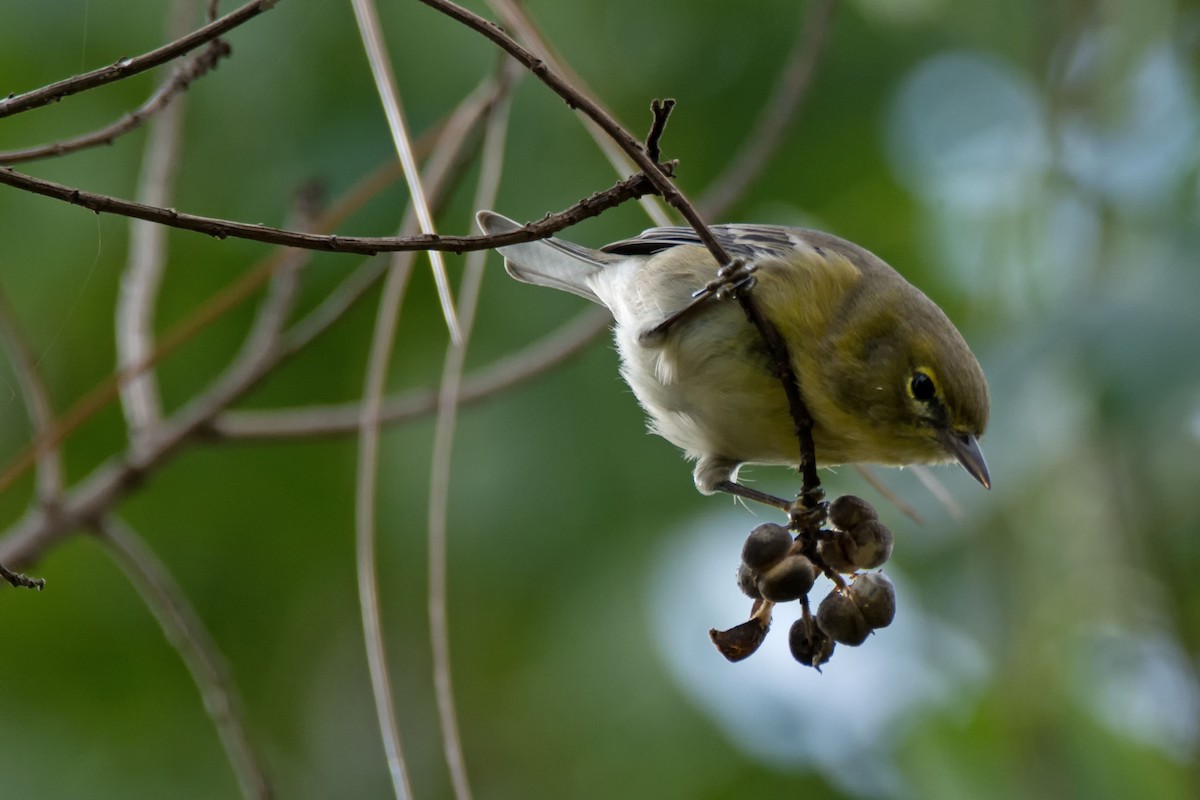 Pine Warbler - ML122022251