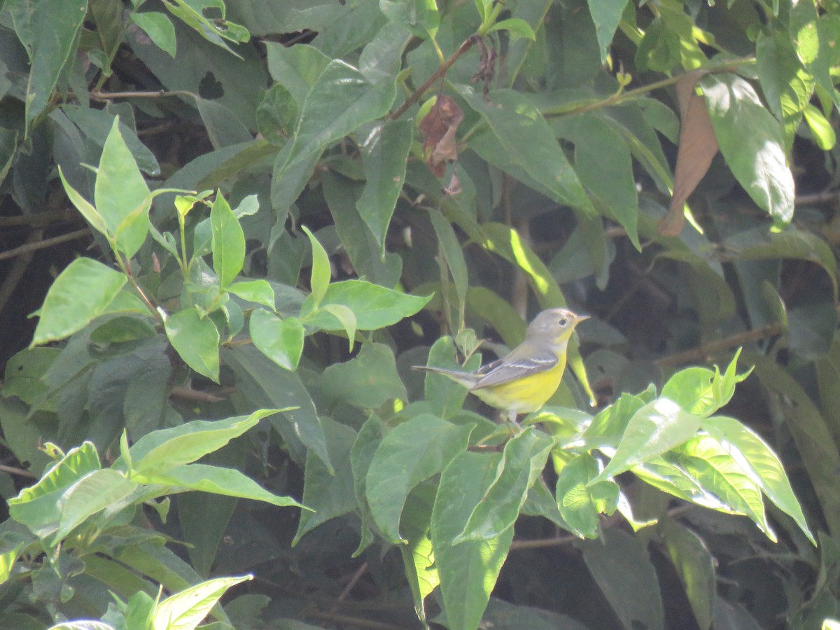 Magnolia Warbler - ML122022651