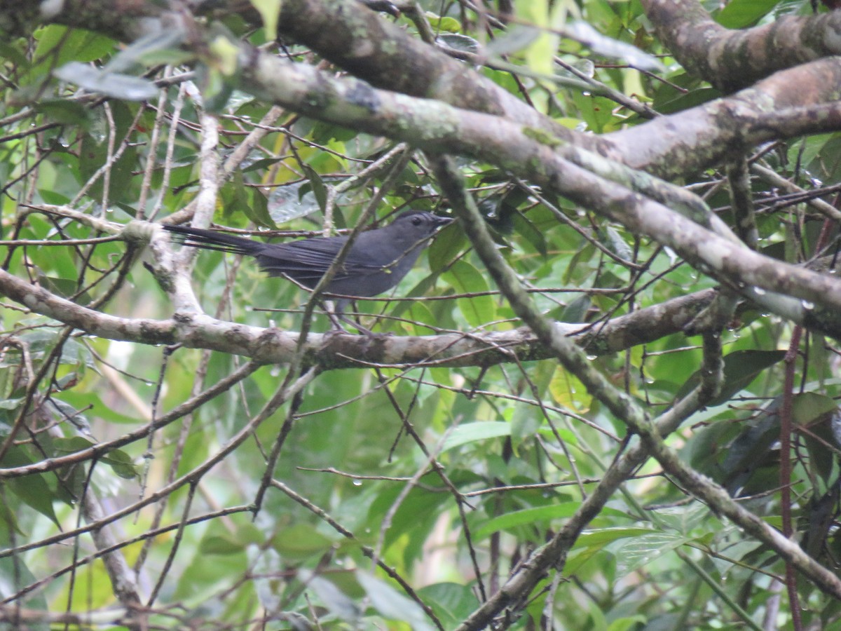 Gray Catbird - ML122023051