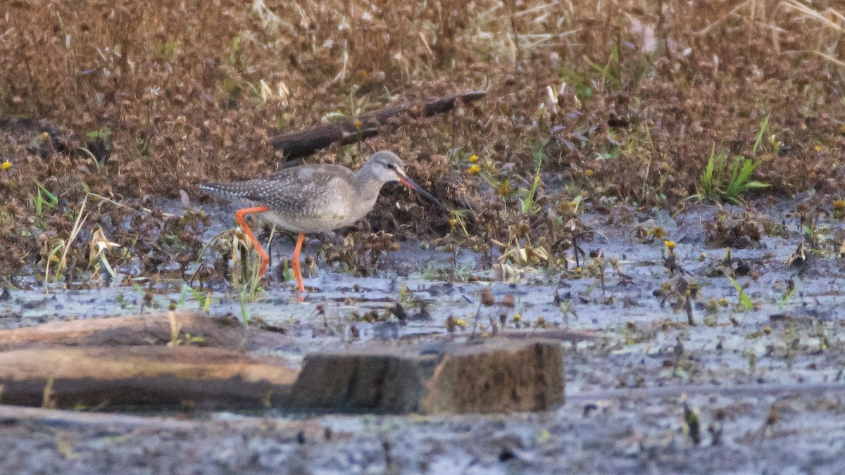 Spotted Redshank - ML122024801