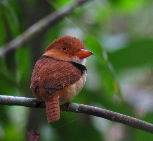 Collared Puffbird - Andre Moncrieff