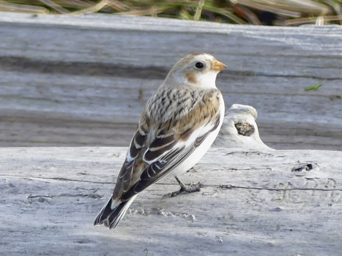 Snow Bunting - Philip Dickinson