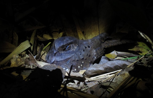 Ocellated Poorwill - ML122029821