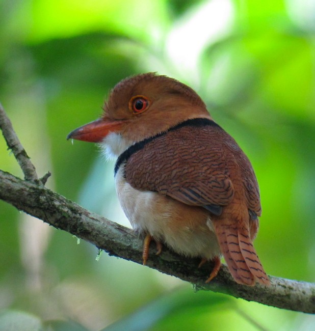 Collared Puffbird - ML122030701