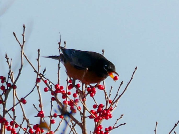 American Robin - ML122031151