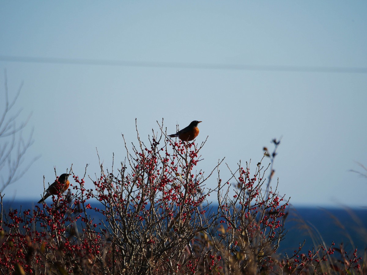 American Robin - ML122031251