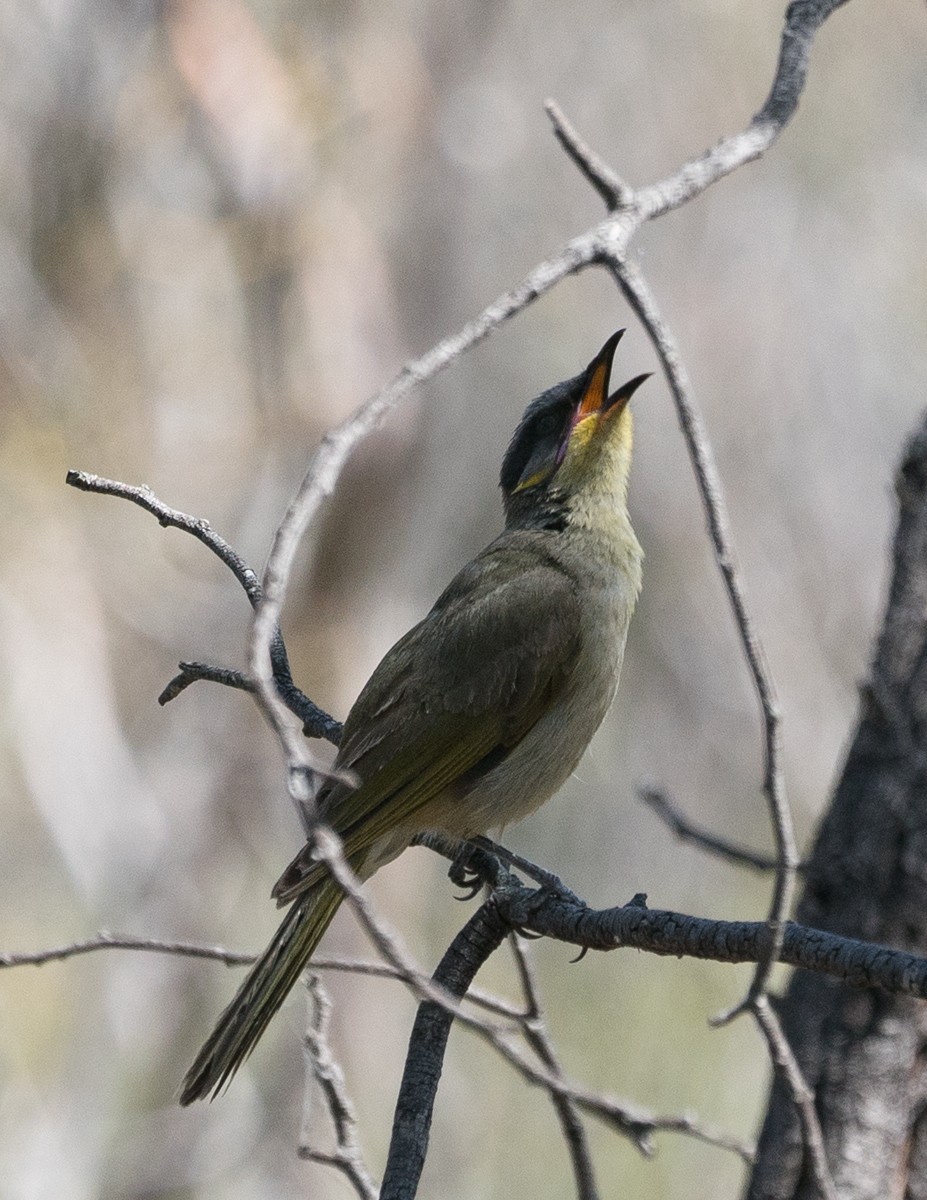 Purple-gaped Honeyeater - ML122031431