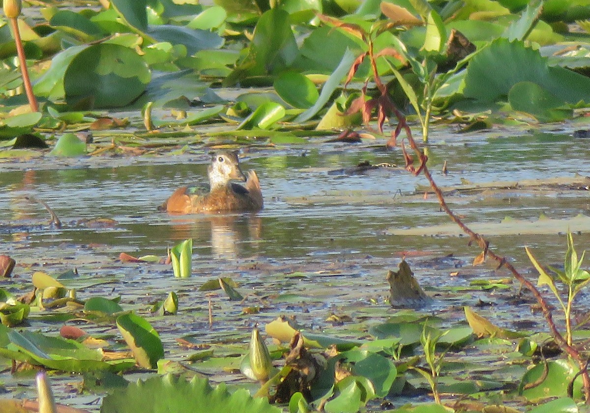 African Pygmy-Goose - ML122033941