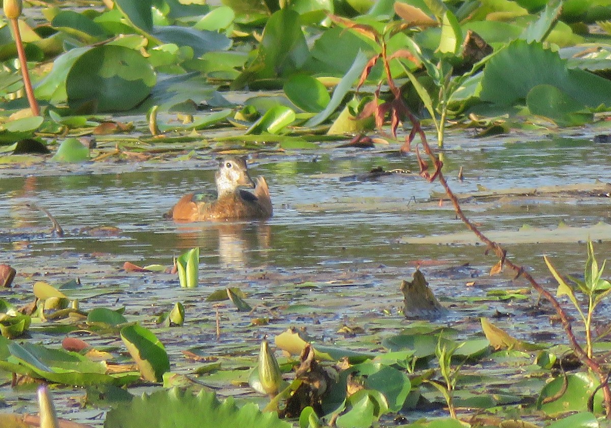 African Pygmy-Goose - Thomas Hinnebusch