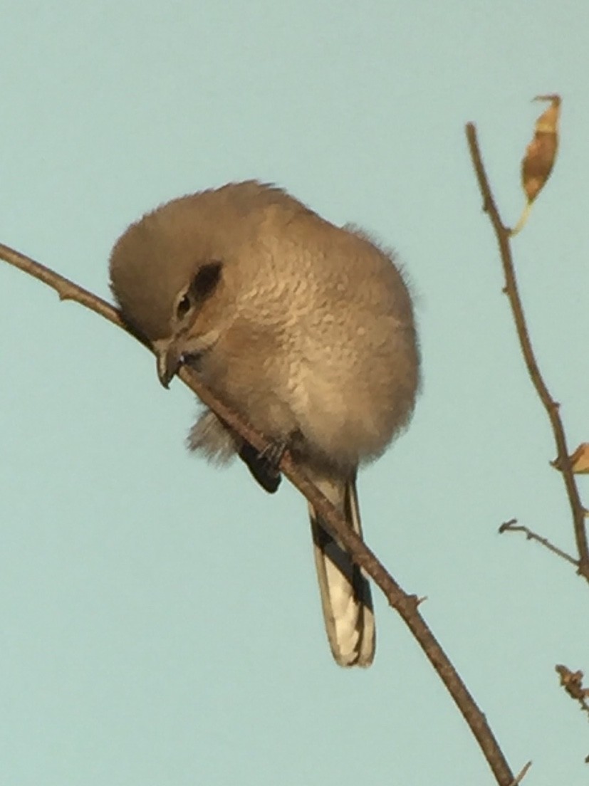 Northern Shrike - Douglas Warner