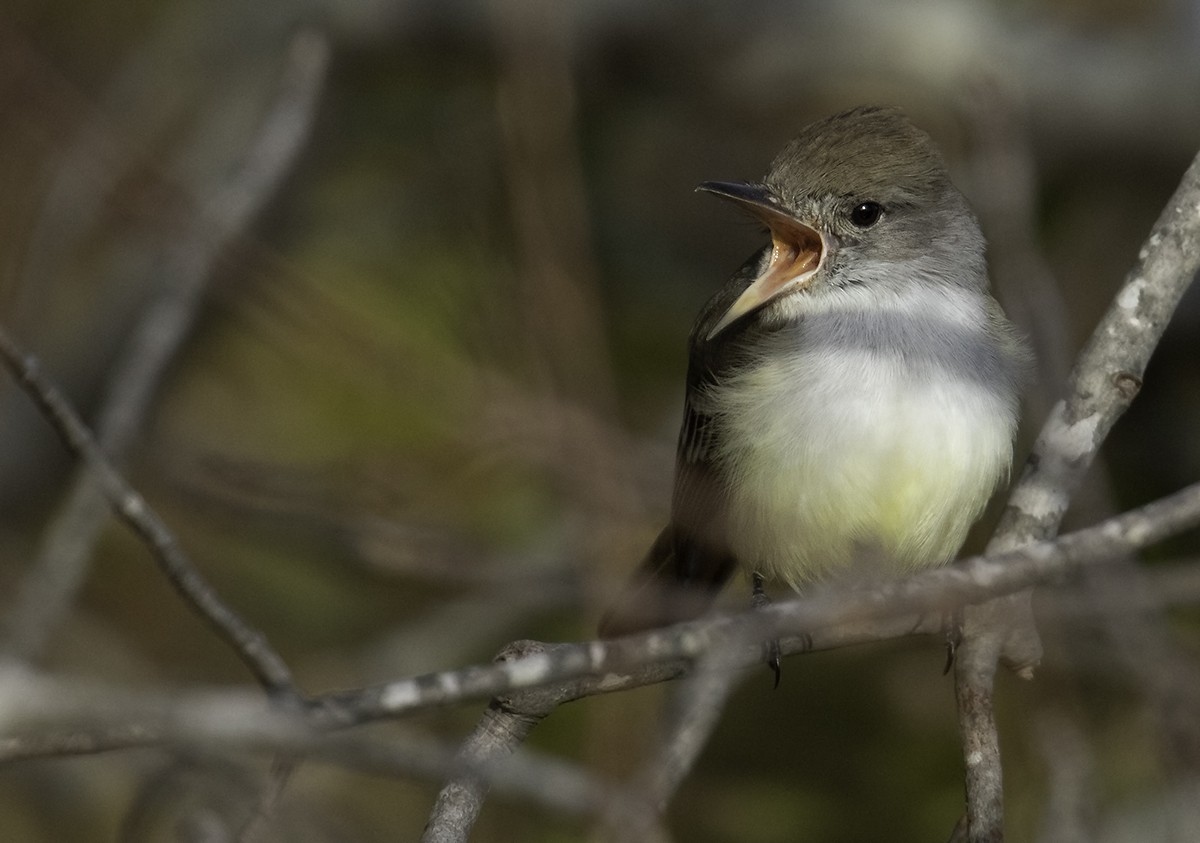 Ash-throated Flycatcher - ML122034491