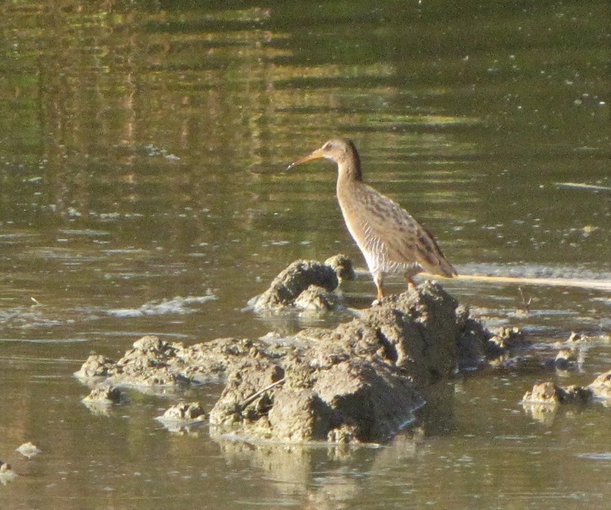 Ridgway's Rail - ML122035881