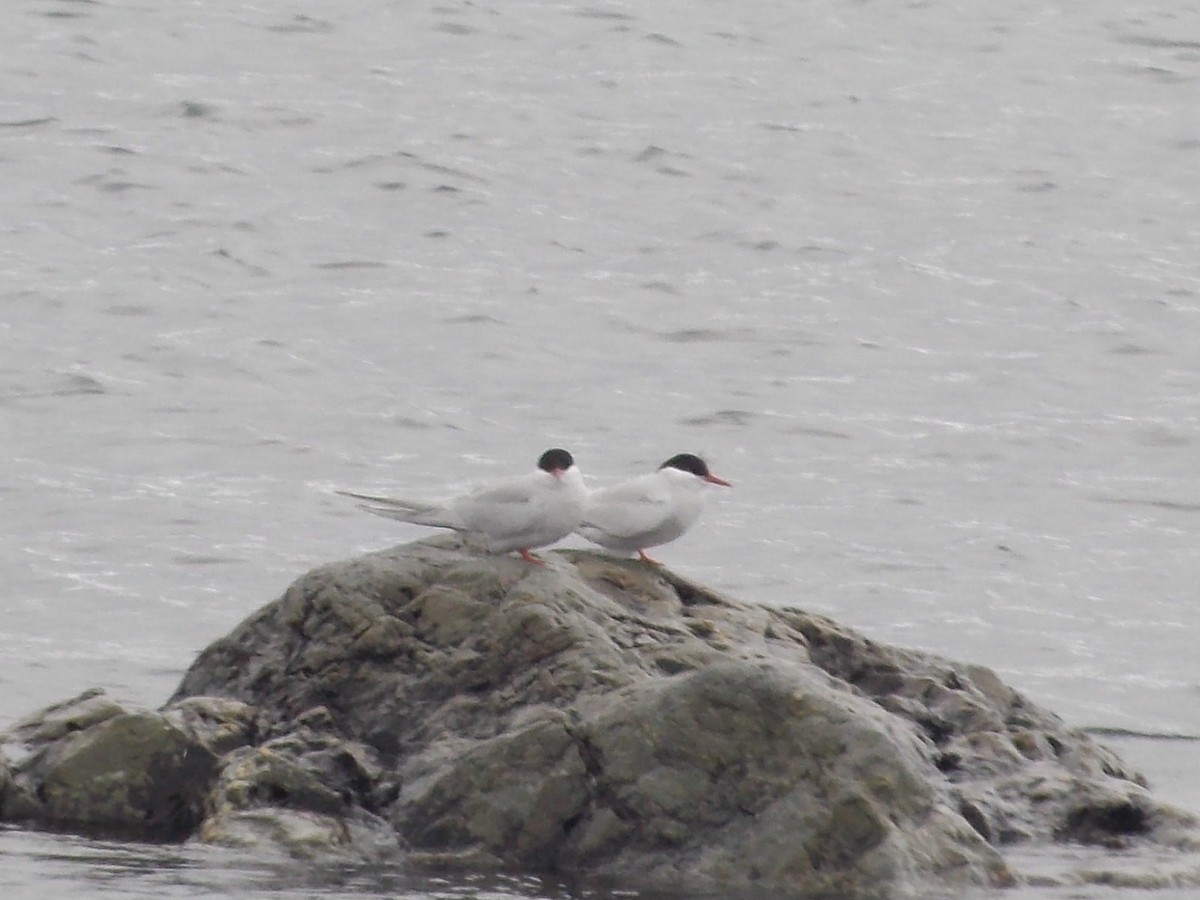 Antarctic Tern - ML122036231