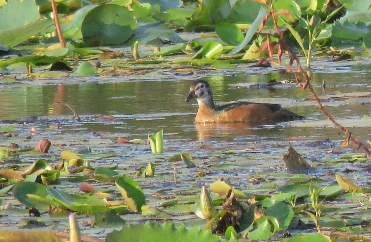 African Pygmy-Goose - ML122037211