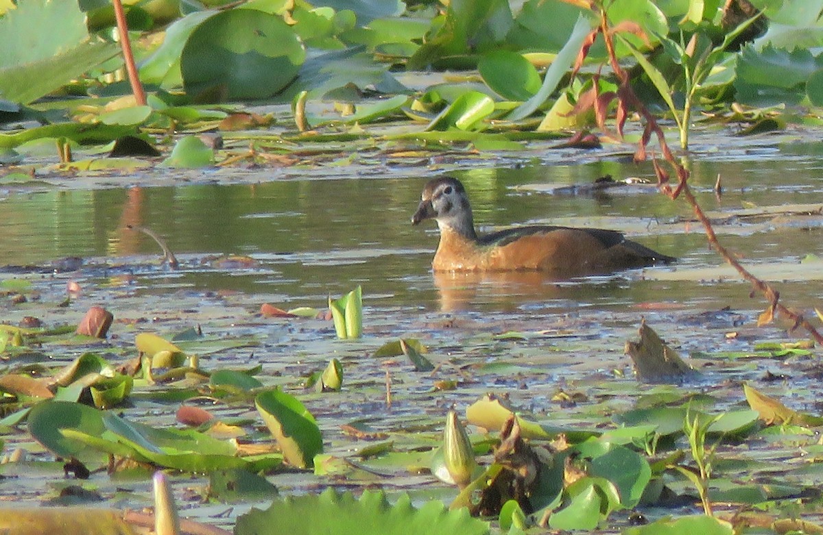 African Pygmy-Goose - Thomas Hinnebusch